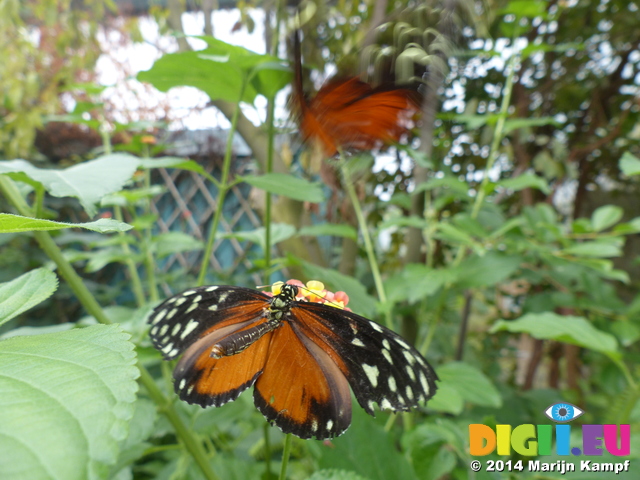 FZ007478 Black white and orange butterflies